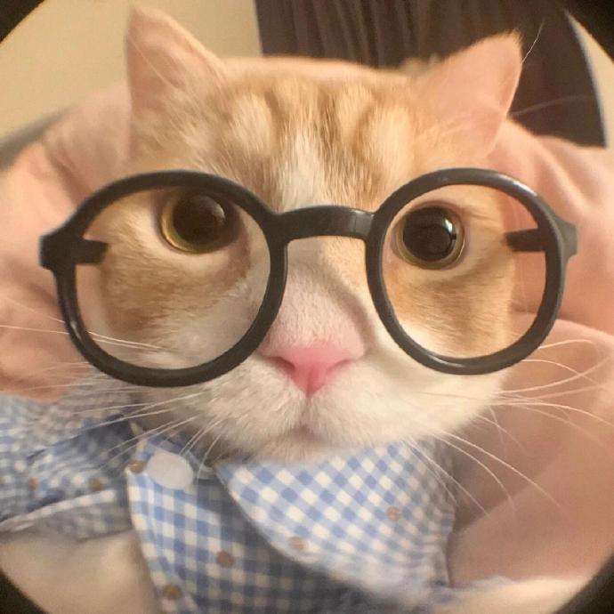 用户头像 开发者